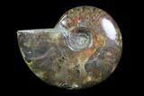 Iridescent, Red Flash Ammonite - Madagascar #82421-1